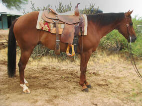 cow horse for sale