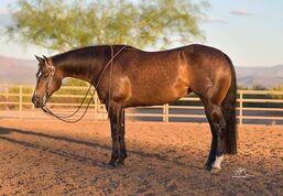 reining horses for sale