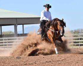 reining horses for sale
