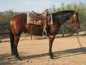 cow horse for sale